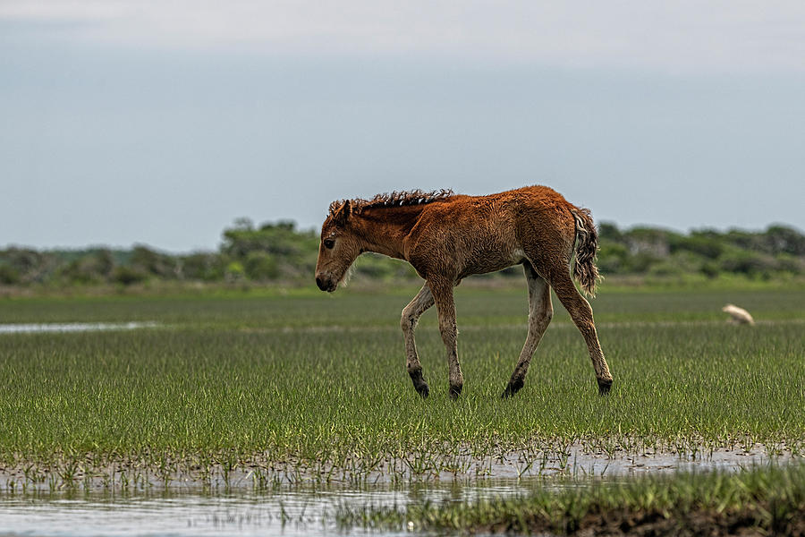 Baby horse walking across marsh Photograph by Dan Friend