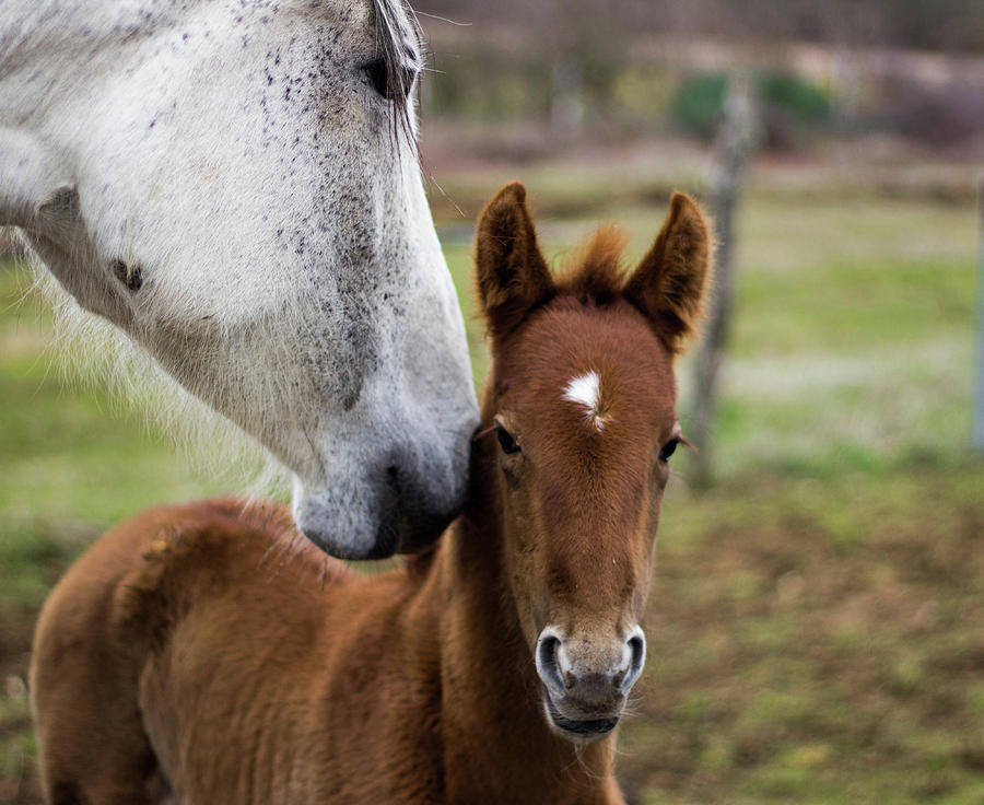 Baby Horse With Her Mother, Tender Image Photograph by Cavan Images ...