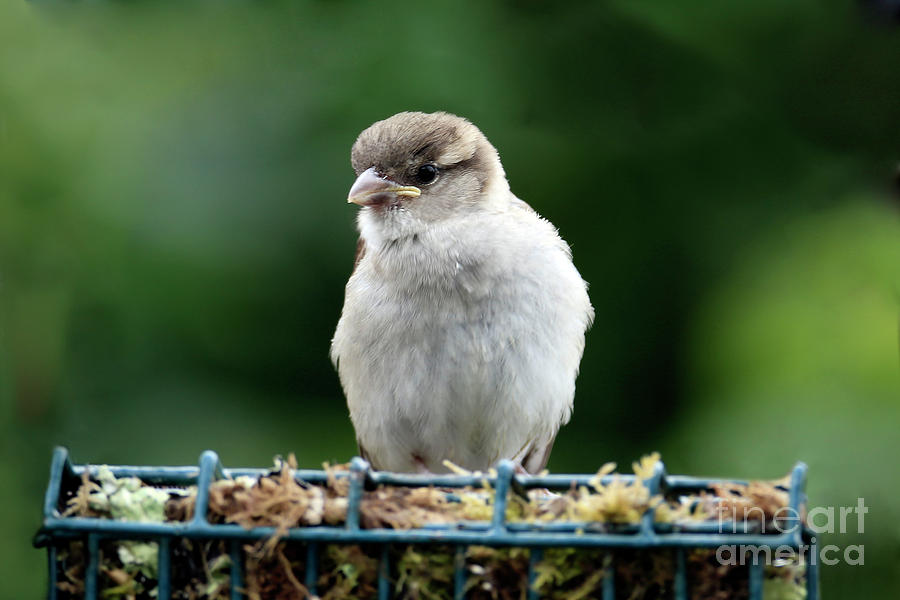 Baby House Sparrow Photograph