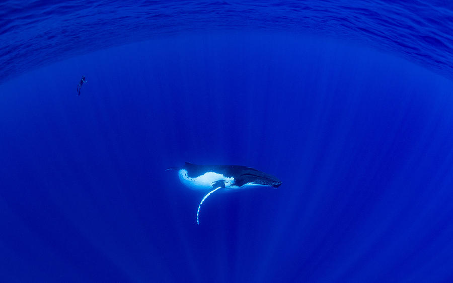 Baby Humpback Whale & Free Diver Photograph by Thomas Marti