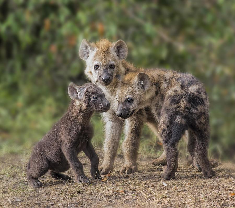 Animals Photograph - Baby Hyena by Jun Zuo
