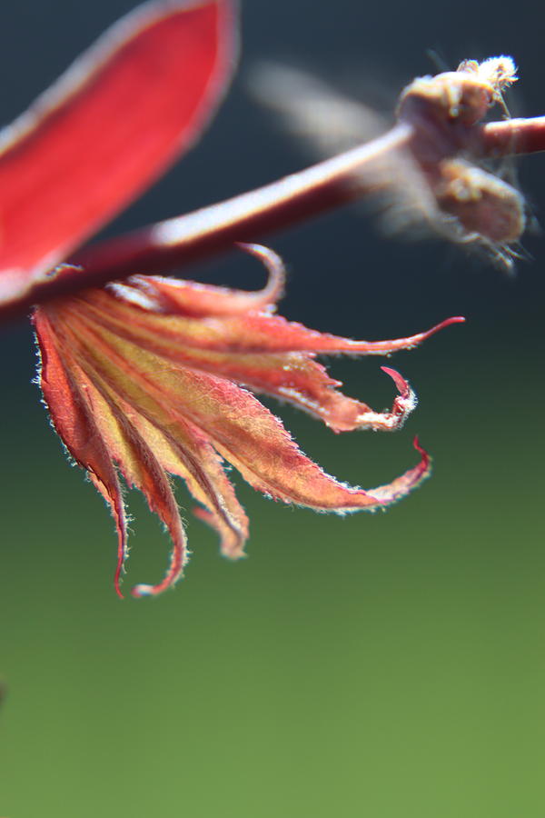 Baby Japanese Maple by TJ Fox Baby Japanese Maple by TJ Fox