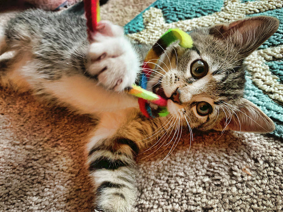 Baby Kitten And String Photograph by Garry Gay