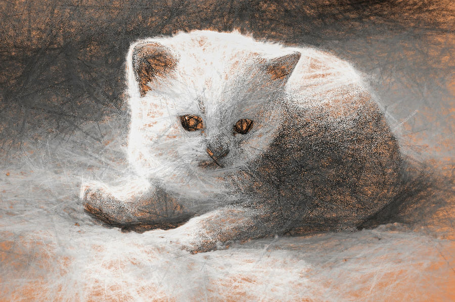 Baby Kitten da Vinci Digital Art by Don Northup