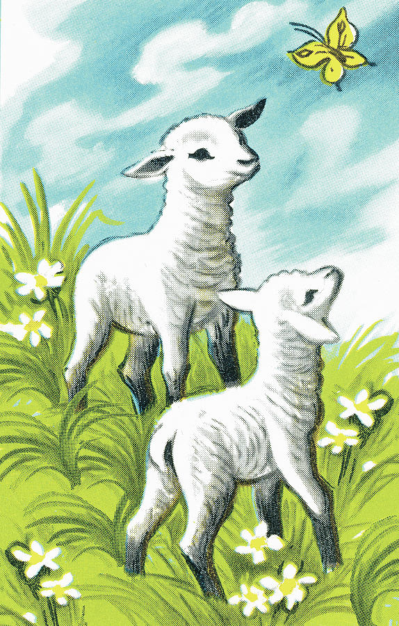 Butterfly Drawing - Baby lambs by CSA Images