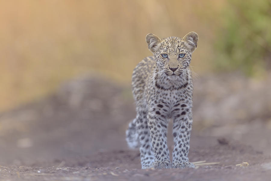 Wildlife Photograph - Baby Leopard With Blue Eyes by Ozkan Ozmen     I     Big Lens Adventures