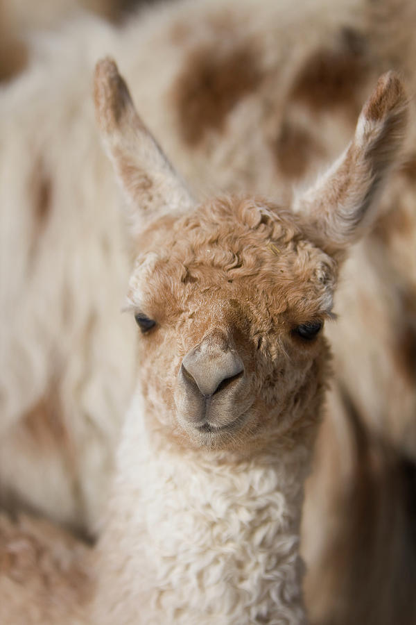 Baby Llama Photograph by Holly Hildreth