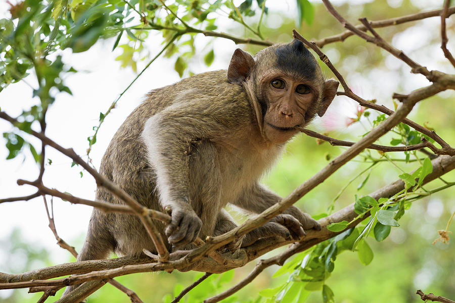 Baby Long Tailed Macaque Macaca Photograph by Anders Blomqvist