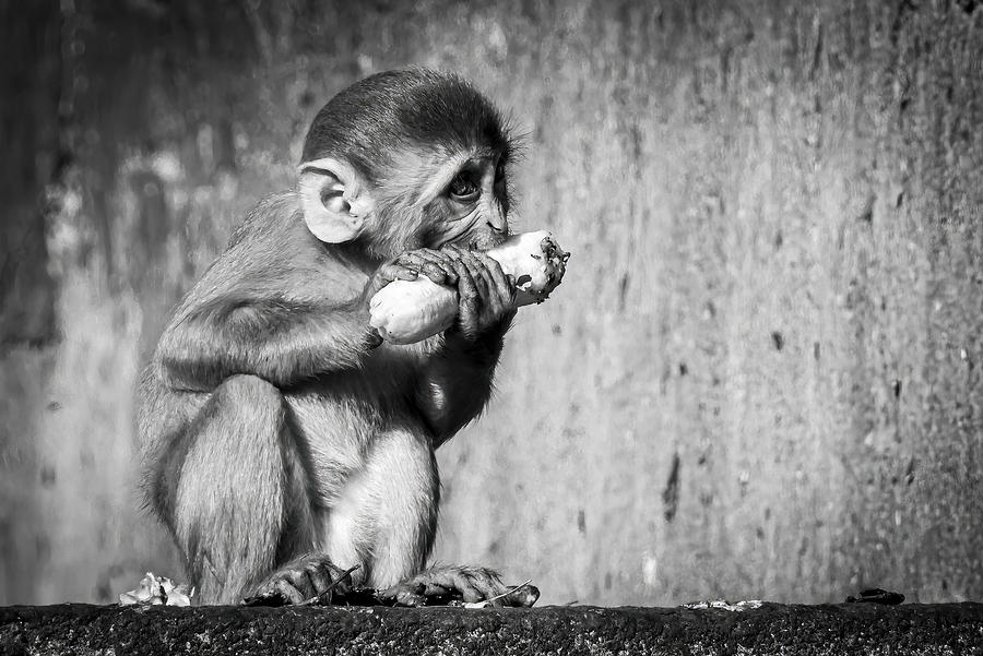 Animal Photograph - Baby Macaque by Amro
