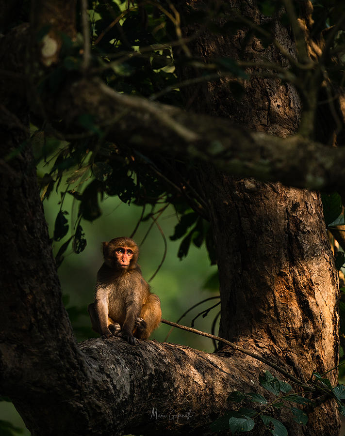 Baby Monkey In Solitude Photograph by Manu Gopinath - Fine Art America