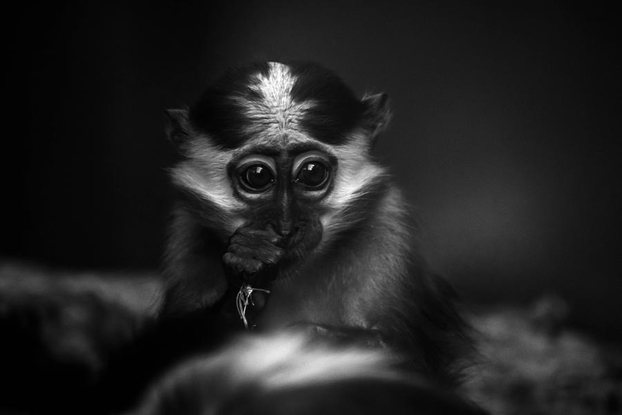 Wildlife Photograph - Baby Monkey by Raju Khan