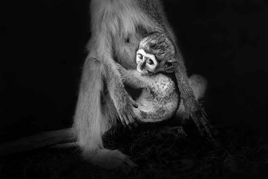 Baby Monkey Photograph by Siyu And Wei Photography