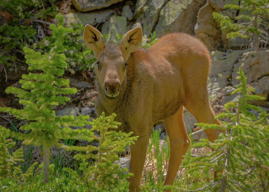 Baby moose comes in for a closer look Photograph by Gary Kochel