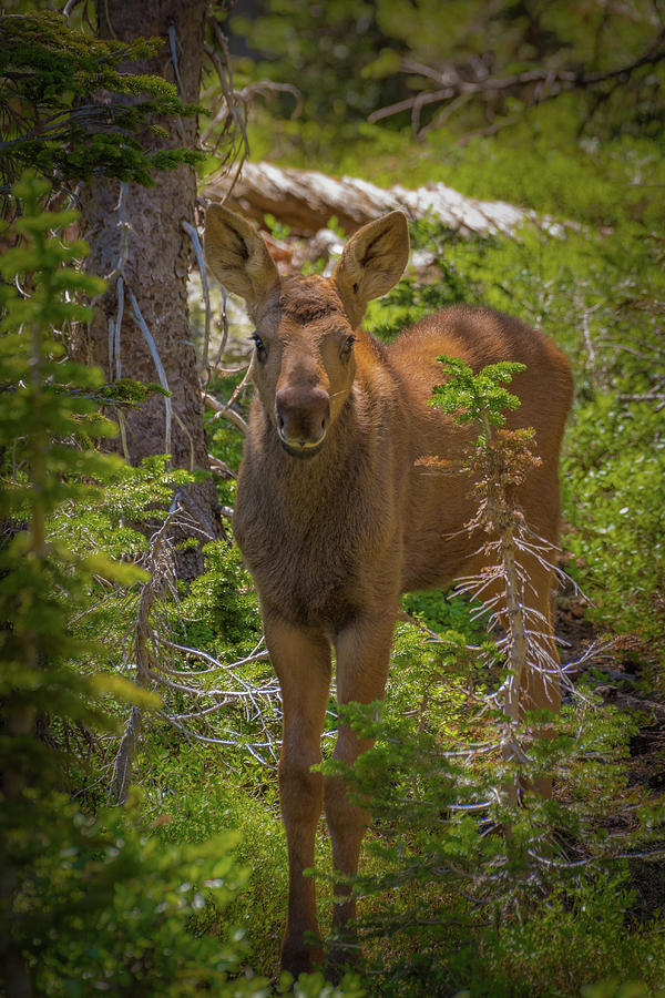 Baby Moose in the Afternoon Forest Photograph by Gary Kochel