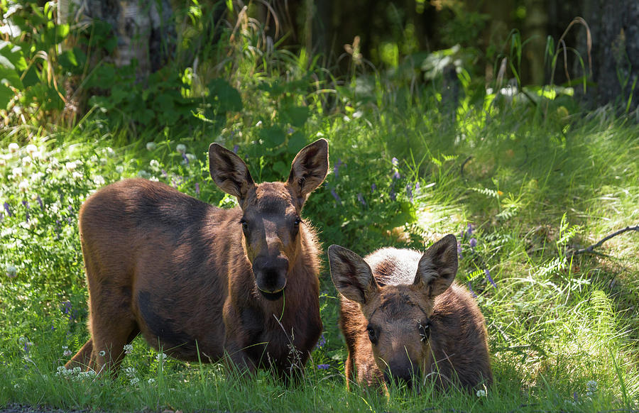 Baby Moose in Woods Photograph by Scott Slone