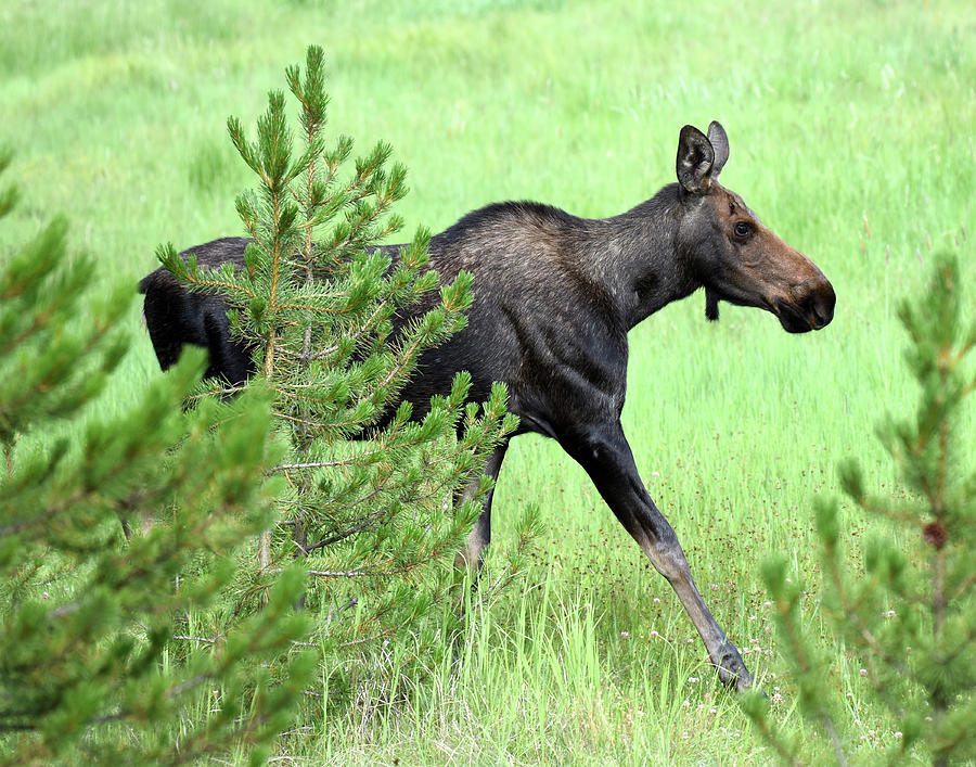 Baby Moose Photograph By Leslie Meyer