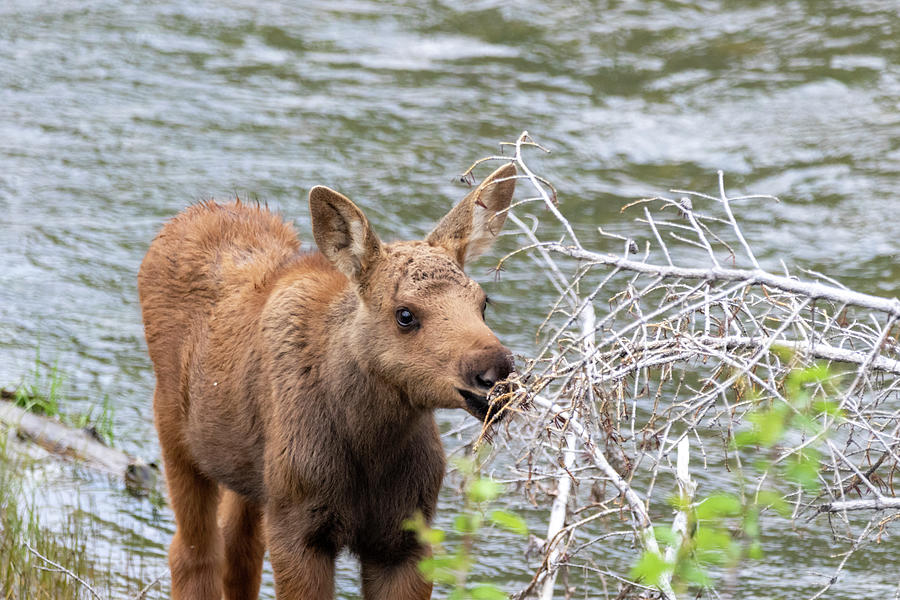 Baby Moose by Michael Chatt Baby Moose by Michael Chatt