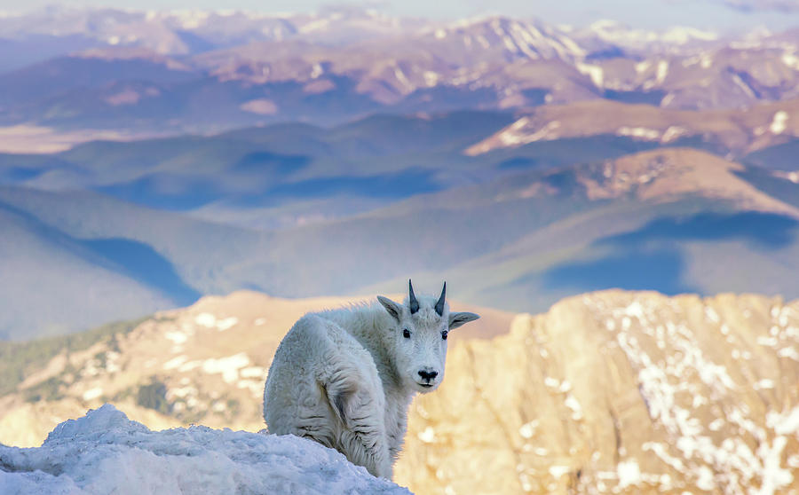 Baby Mountain Goat On Mt Evans Photograph by A L Christensen