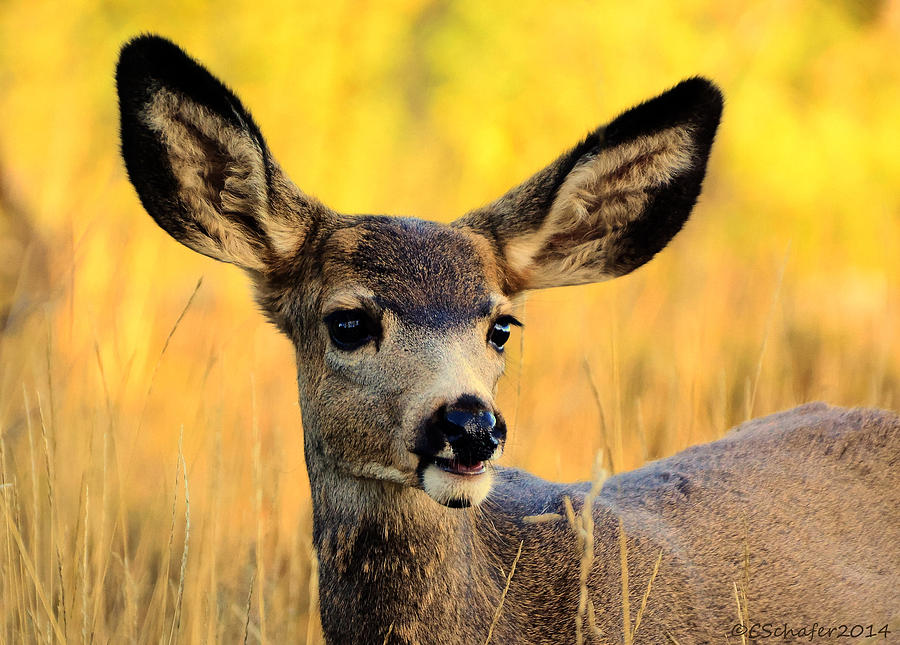 Baby Mule Deer Photograph by Charlotte Schafer