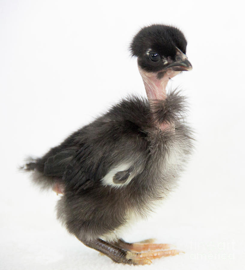 Baby Naked Neck Chicken Photograph by Jeannette Hunt