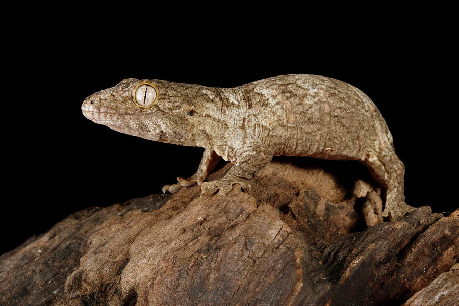 Baby New Caledonia Giant Gecko Photograph by David Kenny
