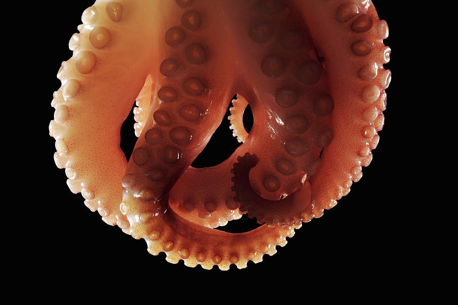Baby Octopus Photograph by Paul Taylor