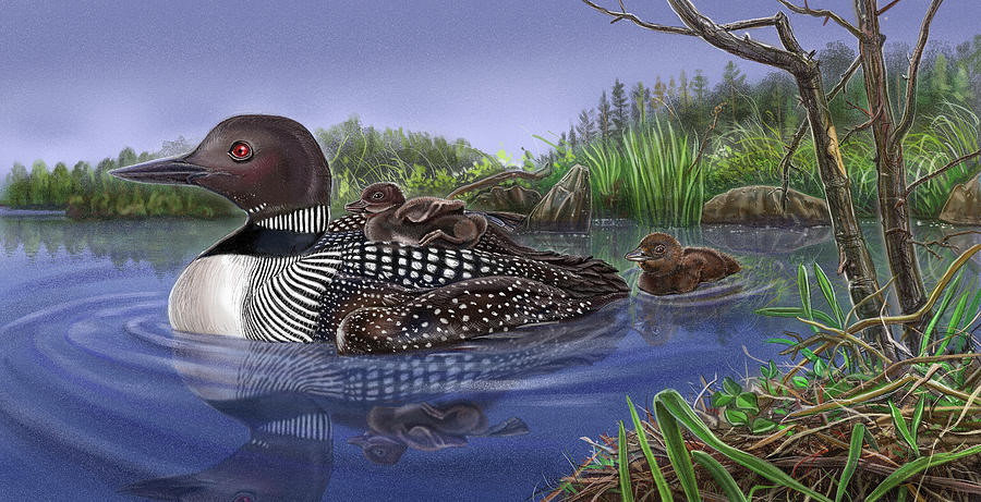 Nature Painting - Baby On Board Spread 14 Loons by Cathy Morrison Illustrates