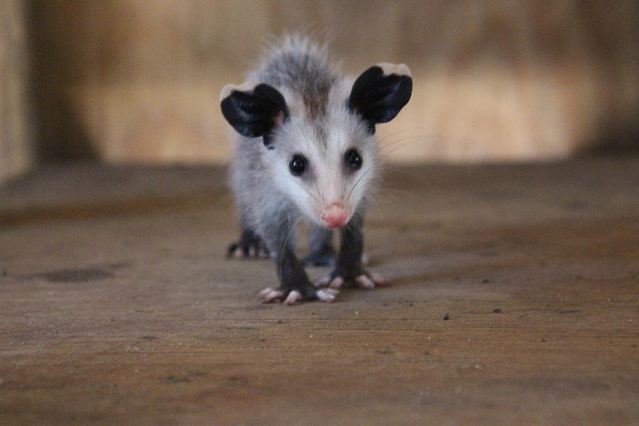 Baby Opossum Photograph By Danielle Gareau Fine Art America