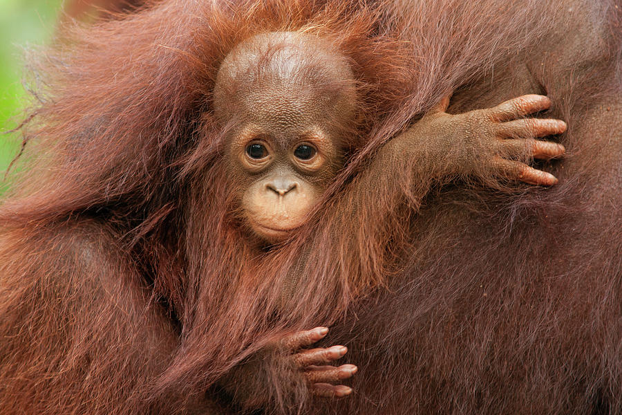 Baby Orangutan Hugging Mother Photograph by Suzi Eszterhas
