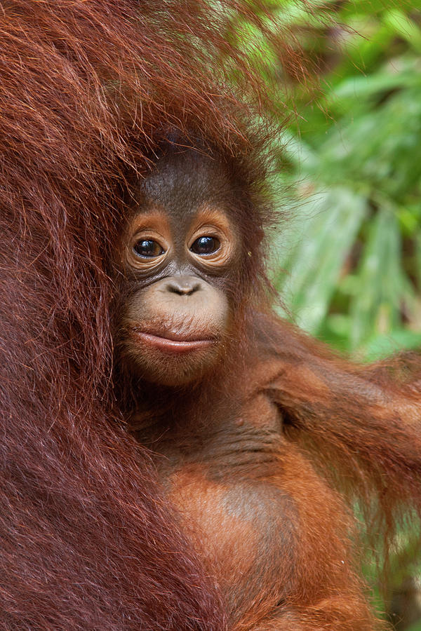 Baby Orangutan In Tanjun Putting Photograph by Suzi Eszterhas