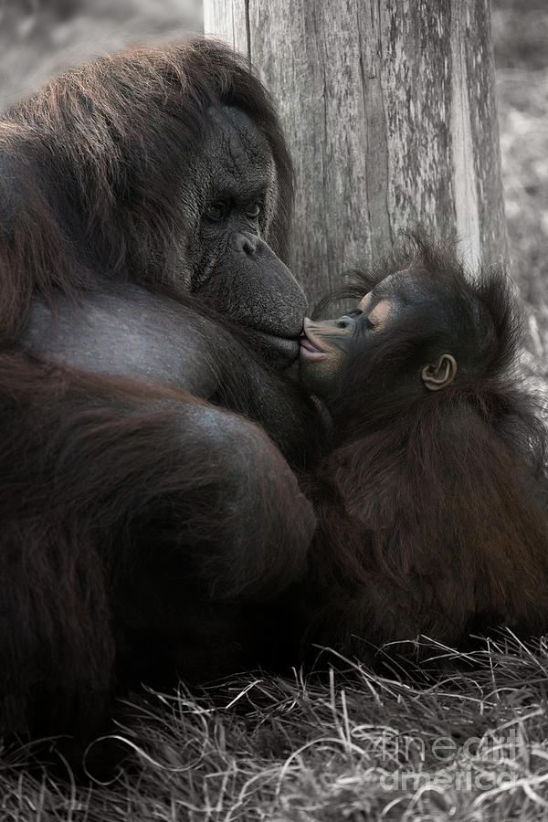 Baby Orangutan Kissing  Her Mom Photograph by MSVRVisual 