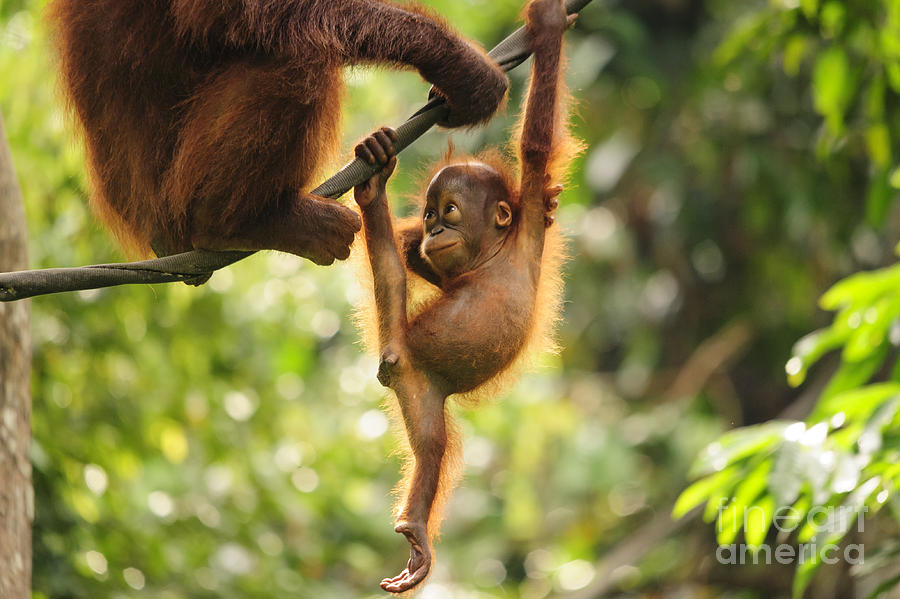 Facial Expression Photograph - Baby Orangutan Playing by Wayneimage