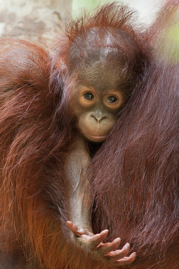Baby Orangutan Reaching Photograph by Suzi Eszterhas