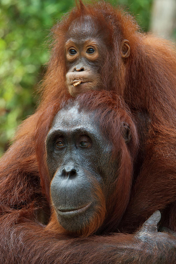 Baby Orangutan Resting On Mother Photograph by Suzi Eszterhas