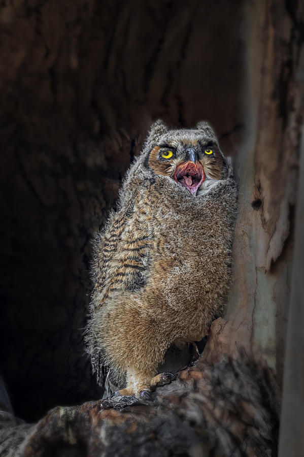 Baby Owl Photograph by Jiahong Zeng
