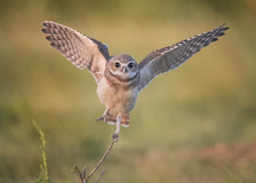 Baby Owl Photograph by Ming Chen