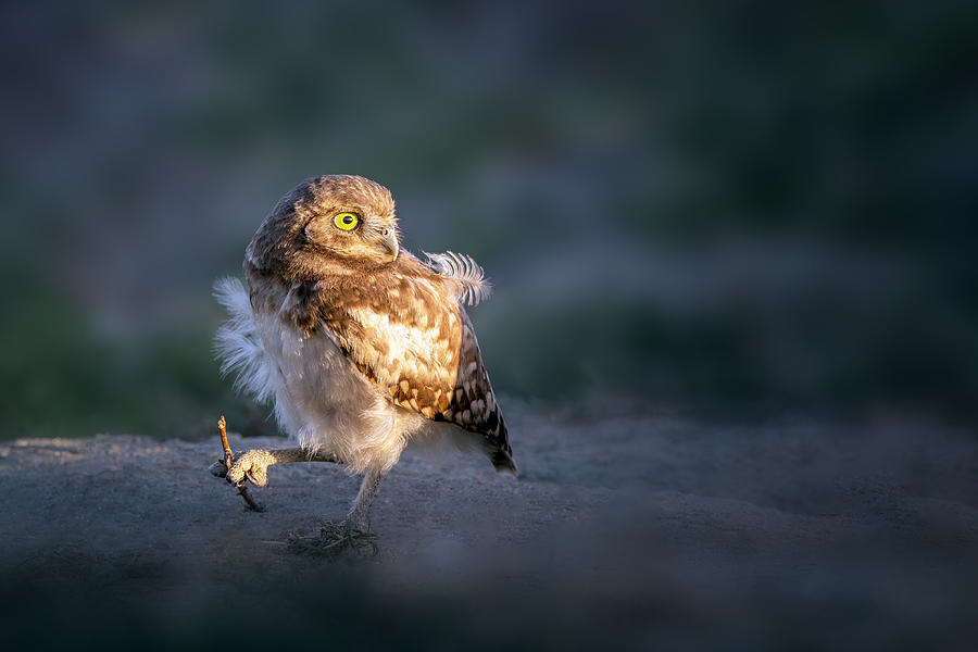 Baby Owl Photograph by Shirley Ji