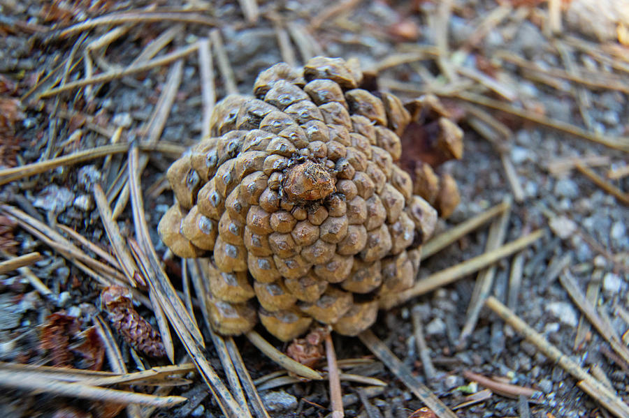 Baby Pine Cone Photograph by Fred DeSousa