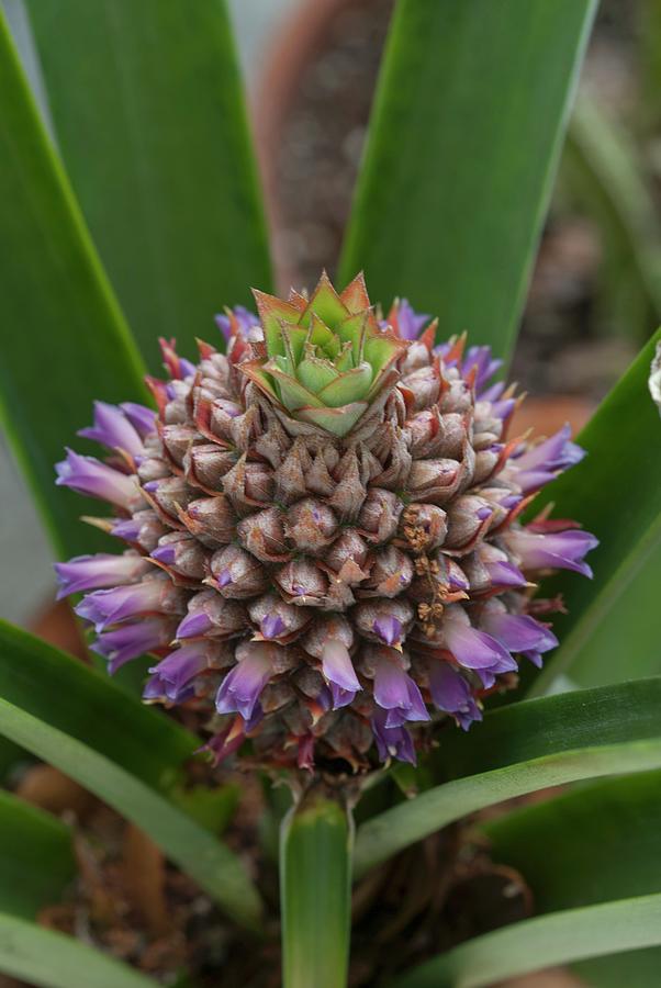Baby Pineapple Plant Photograph by James E. Farnum Photography