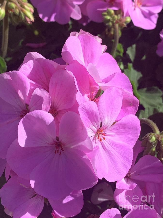 Baby Pink Flowers Photograph by Trisha Peart - Pixels