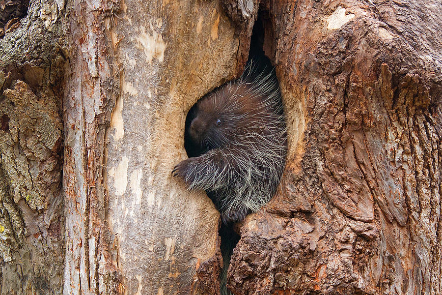 Baby Porcupine In Tree Photograph by Jim Cumming