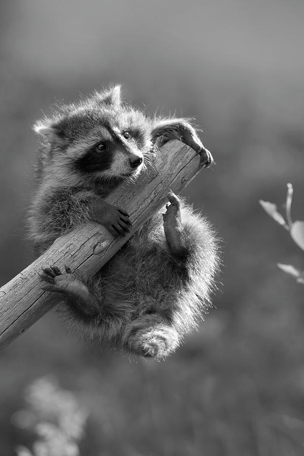 Baby Raccoon Learns To Climb Photograph by Tim Fitzharris