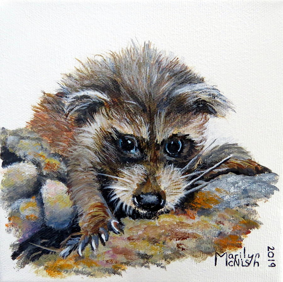 Baby Raccoon Painting by Marilyn McNish