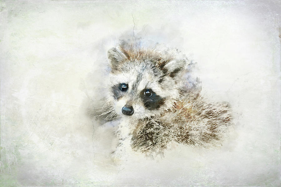 Baby Raccoon Digital Art by Terry Davis