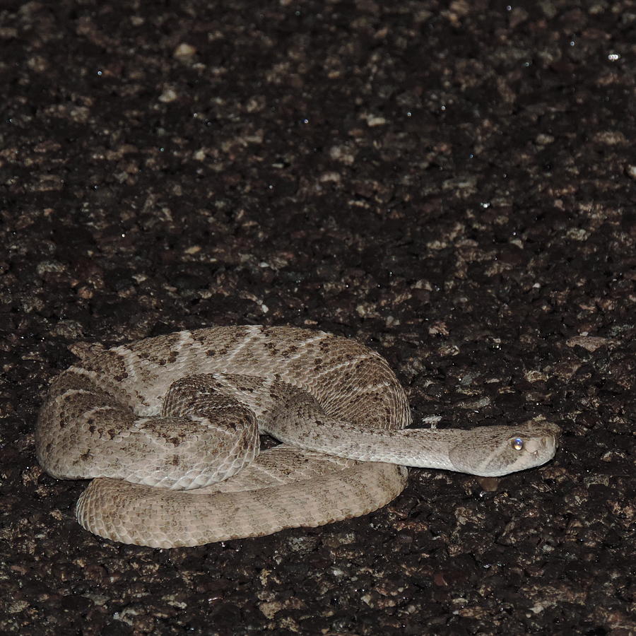 Baby Rattler Photograph by Bill Tomsa