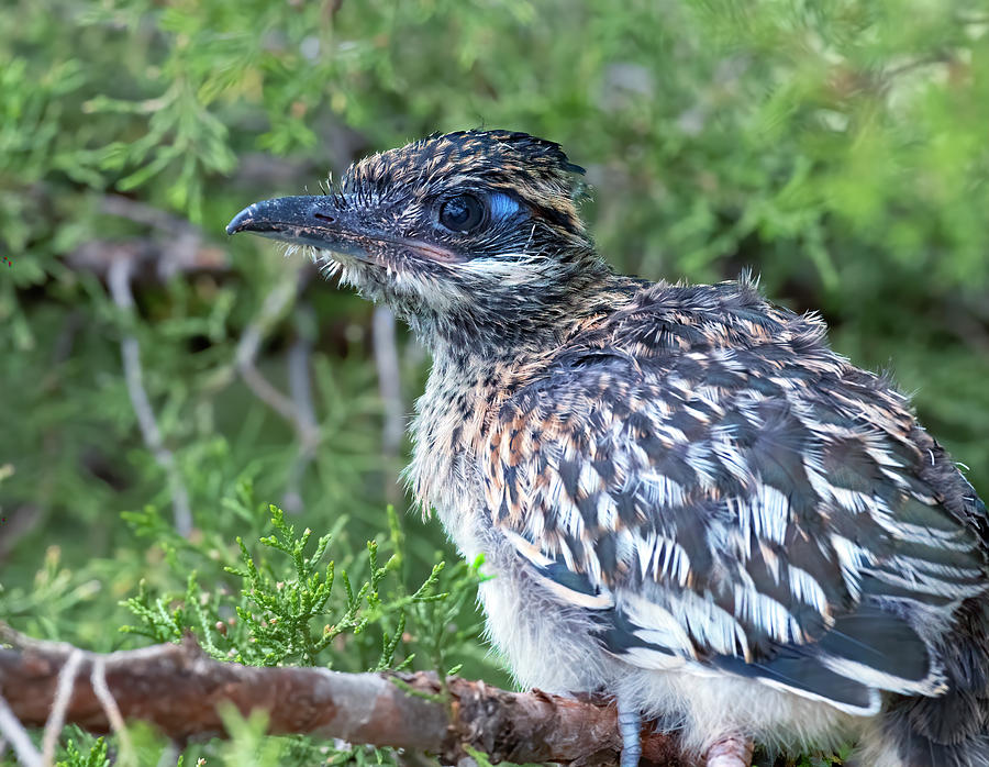 Baby Road Runner Photograph by Gary Langley