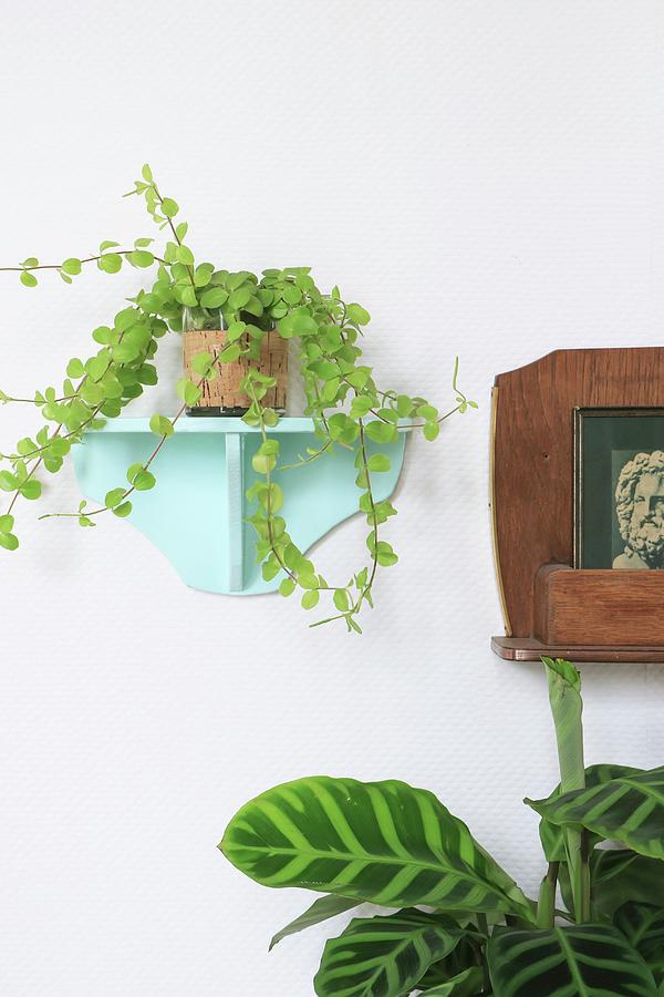 Baby Rubber Plant On Wall Bracket Painted Pale Blue Photograph by Marij Hessel