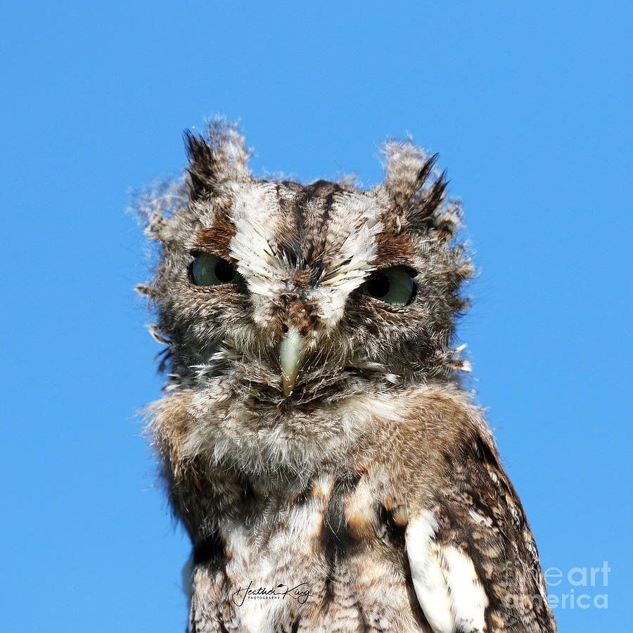 Baby Screech Owl Photograph by Heather King