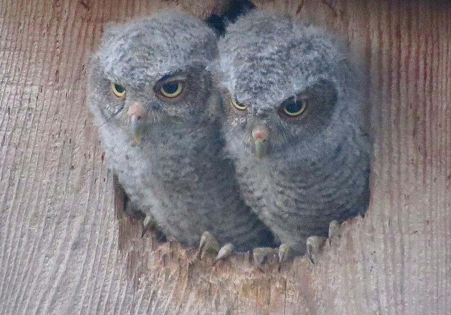 Baby Screech Owls, Photograph