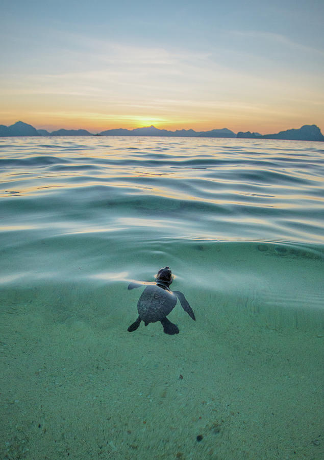 Baby Sea Turtle Breathing For Air Photograph by Max Seigal